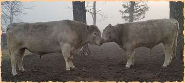 Shorthorn bulls for sale at DMH Cattle Company