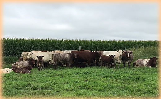 Cows and calves at DMH Cattle