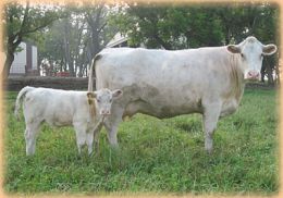 Lilac Lady H. 259th - dam of DMH Fillet’s Legacy