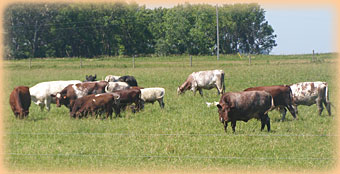 Shorthorns at DMH Cattle Co.