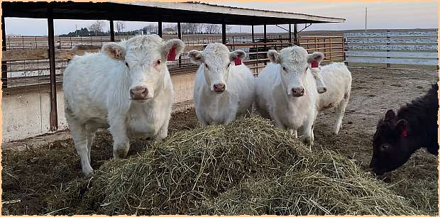 White heifer calves at DMH Cattle Co
