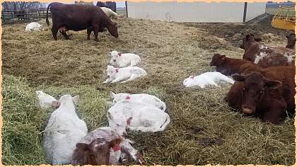 Shorthorn females at DMH Cattle Co.