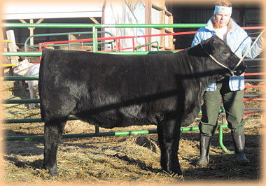 DMH Tuesday - sired by Fillet’s Legacy
